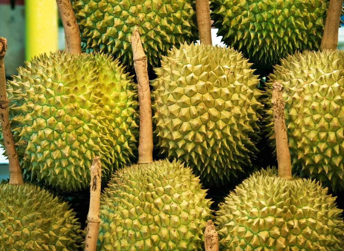 Whole jackfruits