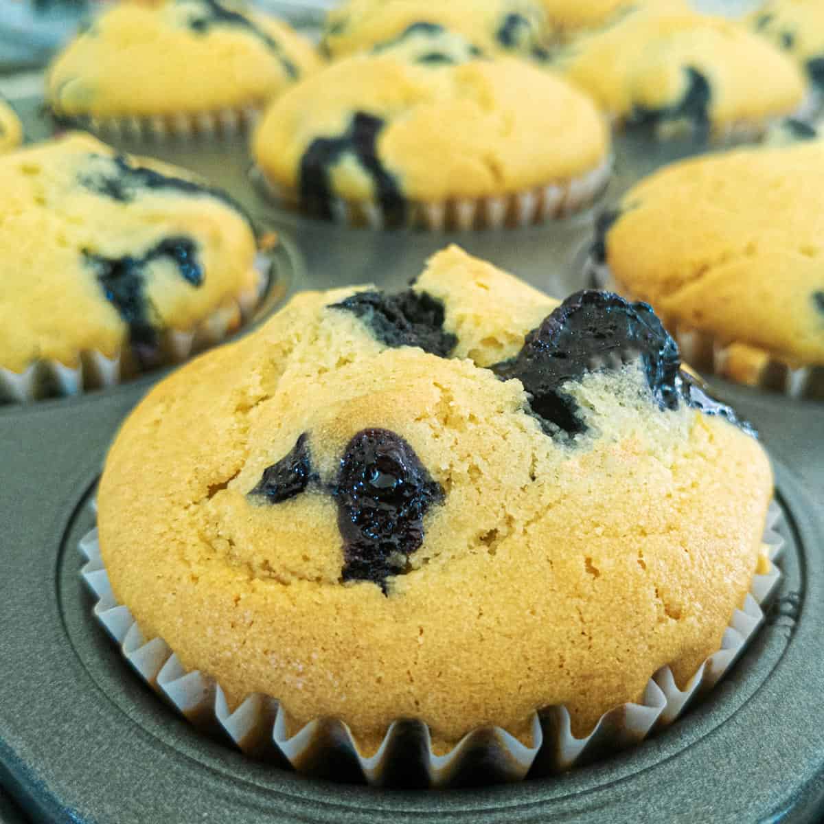 Vegan blueberry muffins in a muffin pan.