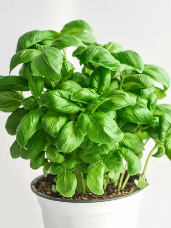 fresh basil plant